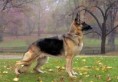 /album/other-breed-gallery/german-shepherd-jpg/
